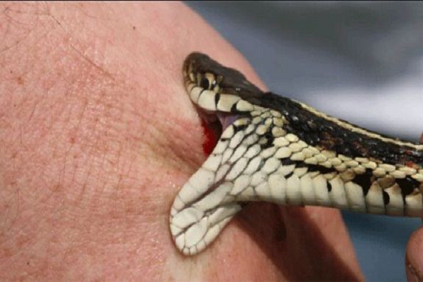 Father lost his son to save from snake