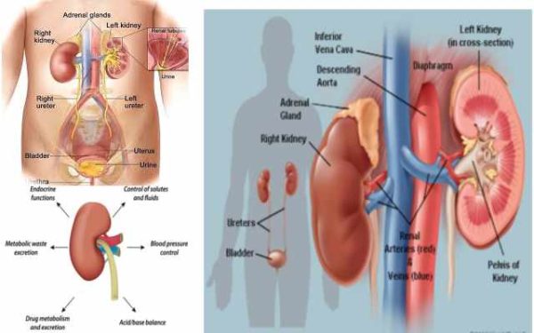 kidneys function