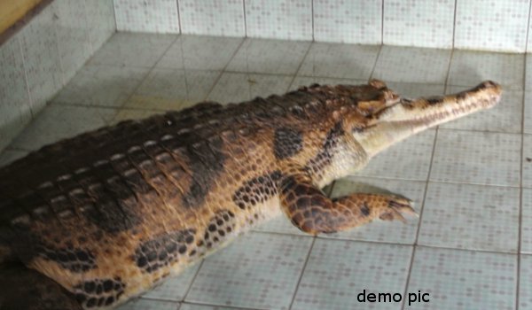 Crocodile enters into house in Kota