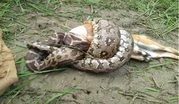 Live hunting of dragon in Chambal