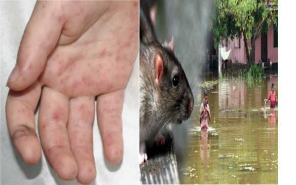 rat-feaver