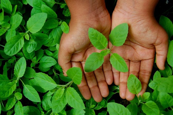 pregnant women meet basil leaves many benefits in hindi