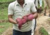 newborn baby girl found alive from Tripura jungle