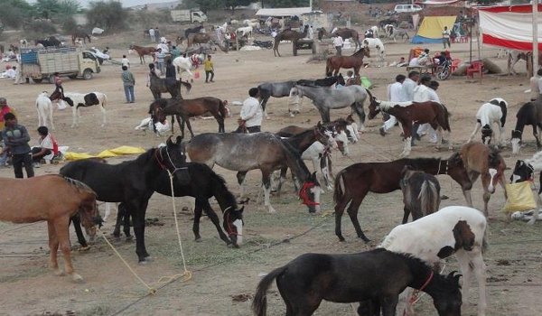 Chitrakoot donkey fair 2018