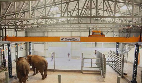 india's First Elephant Specialty Hospital opens in mathura