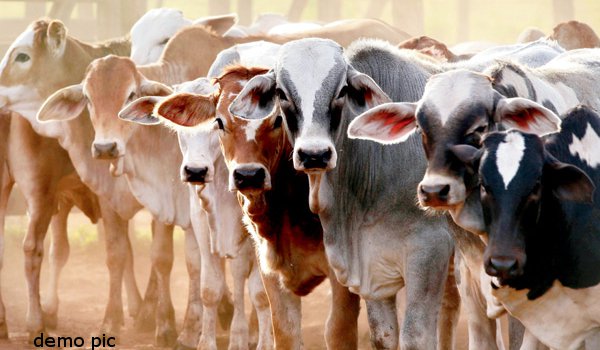 nine cows and two bulls electrocuted in Etah gaushala