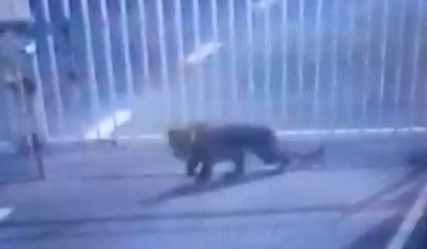 Leopard enters Gandhinagar Sachivalay campus, massive search operation on