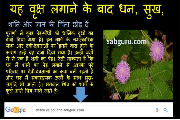 sami ke paudha ke bare mai puri jankari