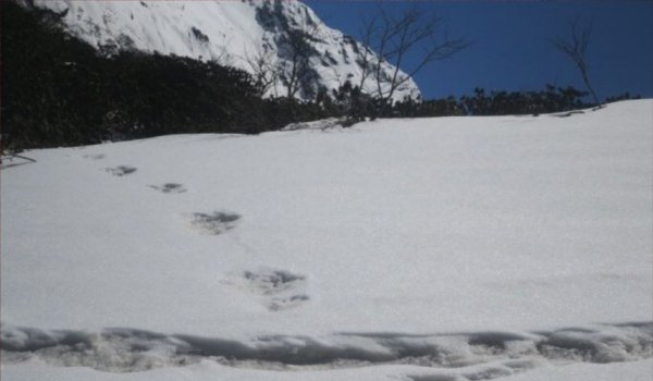'Yeti' footprints sighted claims Indian Army tweet