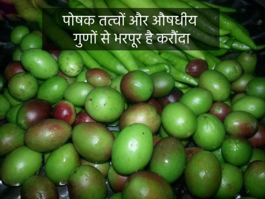 पोषक तत्वों और औषधीय गुणों से भरपूर है करौंदा