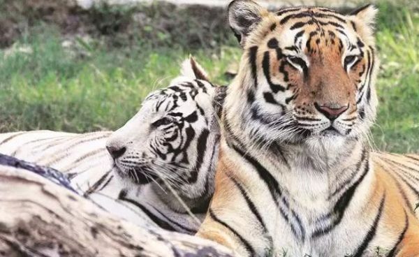 jaipur zoo