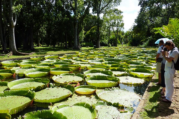 Pamplemousses-Botanical-Garden-in-Mauritius
