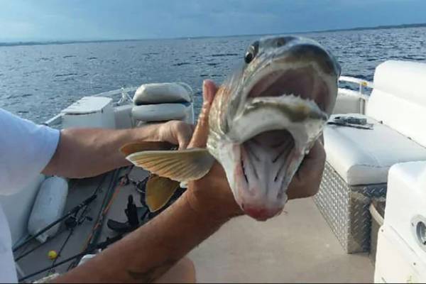 new york lake champlain fish with two mouths viral photonew york lake champlain fish with two mouths viral photo