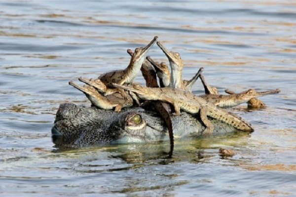 Water being released from Kota barrage poses threat to the existence of aquatic organisms