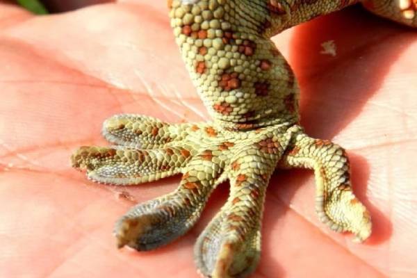 gecko lizard