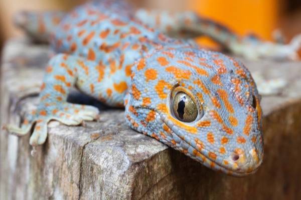 man saved life of endangered gecko lizard
