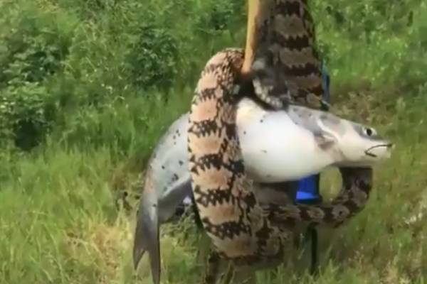 man catches fish find snake attached viral video