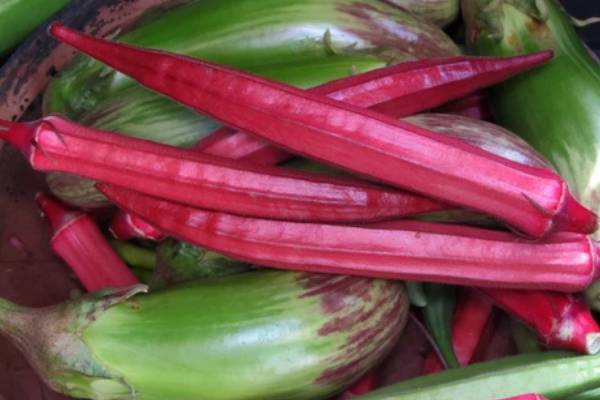 lady-finger-is-full-of-nutrients-anti-oxidant-iron-calcium-and-abundant