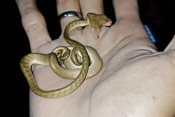usa-new-jersey-rare-two-headed-snake-named-double-dave