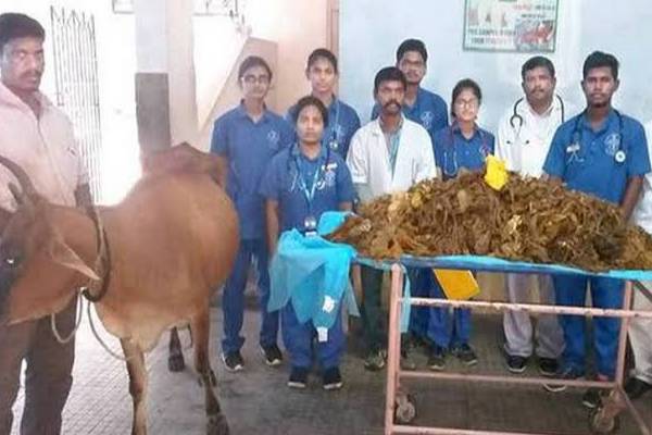 surgeons-remove-52 kg plastic from cows stomach