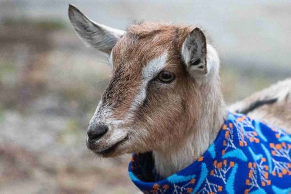 mcl-suffers-above-rs-2-cr-loss-due-to-stir-over-goat-death