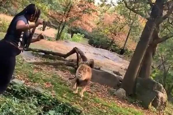 Women tease lions by carving the wall