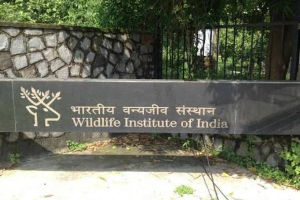 Project assistant wildlife institute of india recruitment