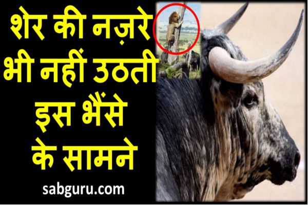 amazing animals india pushkar