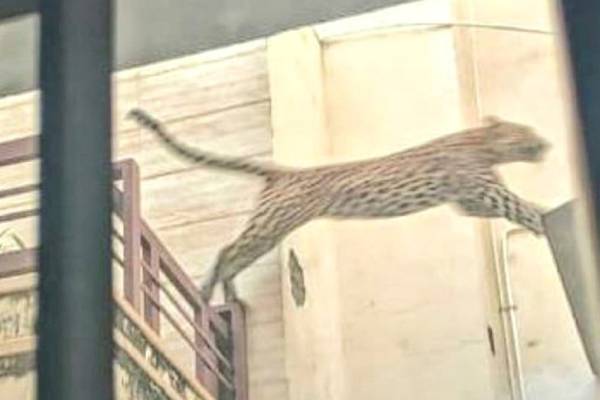 leopard enters residential area in sms school jaipur