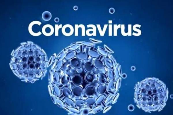 coronavirus indonesia snake market and china wuhan animal market