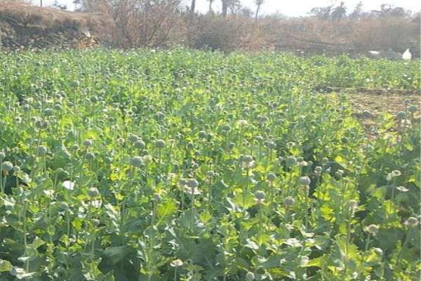 One arrested with 12 kg opium dode-free plant in Alwar