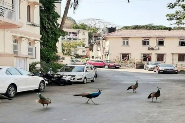 Due to lockdown many cities including Delhi have become clear
