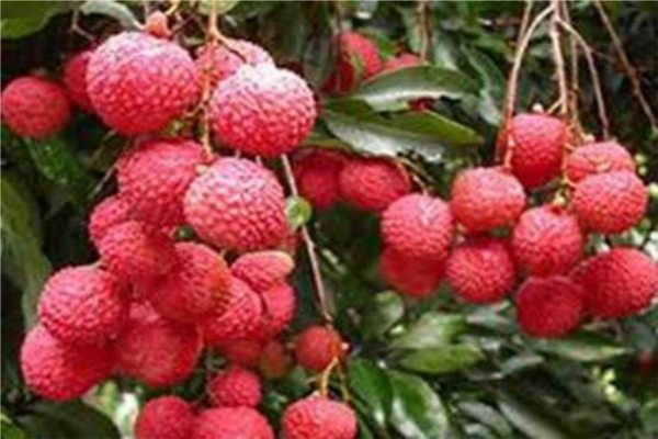 Litchi prepared to develop disease resistant against corona