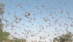 Locust attack in banawar village of Dausa district