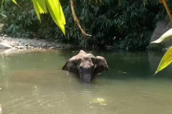 elephant killed in kerala