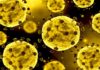 coronavirus update indore recorded 258 fresh covid-19 positive cases