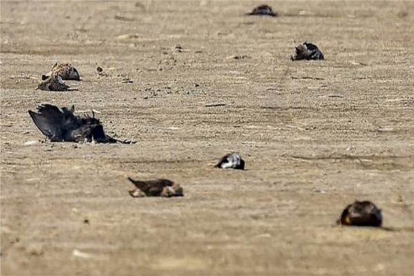 Bird flu confirmed in crows in 28 districts with Chhatarpur