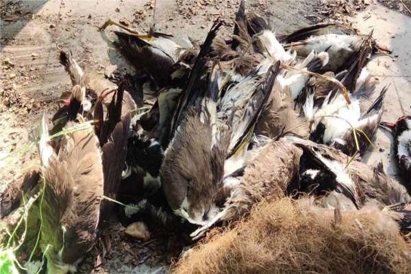High alert for bird flu declared in border districts of Karnataka