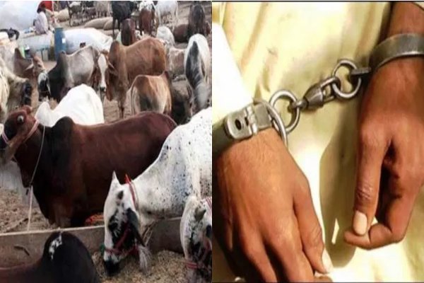 8 Go smugglers arrested in Bulandshahr