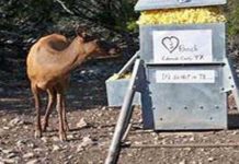 भीषण गर्मी को देखते हुए मूक प्राणियों के लिए चारा, दाना-पानी के निर्देश