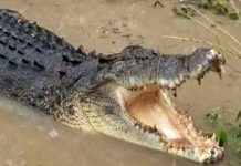 माउंट आबू : देलवाड़ा के रिहायशी क्षेत्र में मगरमच्छ आने से मचा हडक़ंप