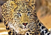 उदयपुर में नरभक्षी बघेरे को मारने के आदेश, सितंबर में 7 को बनाया निशाना