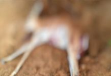 जैसलमेर में चिंकारा हिरन का शिकार करने के दो आरोपी अरेस्ट