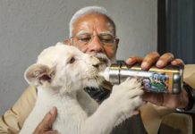 मोदी ने वनतारा में सफेद शेर, बाघ, गैंडा के शावकों को पिलाया दूध