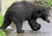 माउंट आबू सिटी एरिया में घुसे भालू, हमले में होटलकर्मी घायल