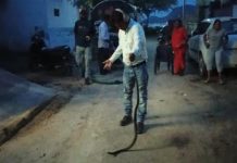 सर्प मित्र सुखदेव भट्ट ने महज 15 मिनट में कर दिया कोबरा का रेस्क्यू