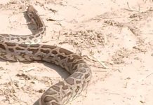 सवाईमाधोपुर में दो साल के बच्चे को अजगर का निवाला बनने से बचाया