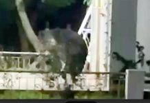 आबूरोड तलहटी के सदर थाना क्षेत्र के शिव मंदिर में भालू का मूवमेंट