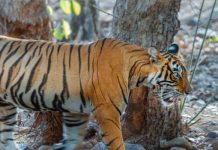 रणथम्भौर में सिंह द्वार पर श्रद्धालुओंं के बीच बाघिन आने से मची अफरा तफरी