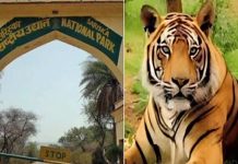 तीन महीने बाद पर्यटकों के लिए खुला सरिस्का बाघ अभयारण्य